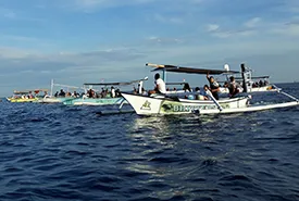 dolphin tour in lovina