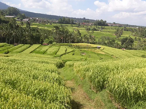 tour to jatiluwih west bali