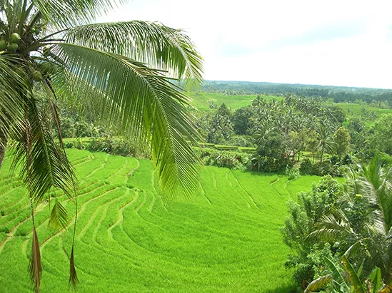 pupuan rice teraace west bali