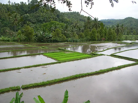 pupuan rice terrace bali tour