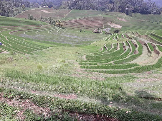 pupuan rice terrace private tour