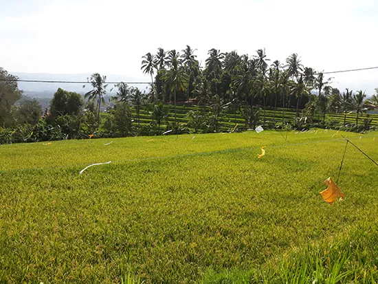 pupuan rice terrace north bali tour