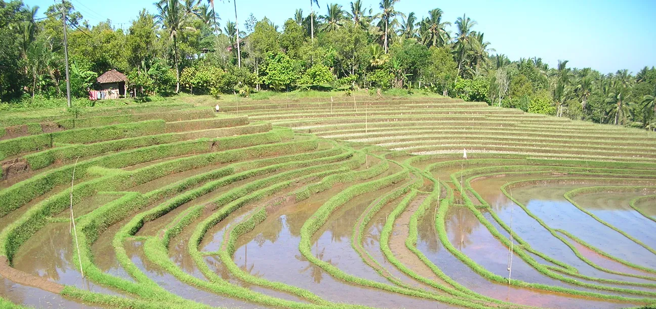 pupuan rice teraace west bali