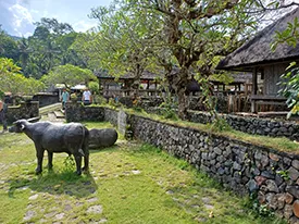 private tour to tenganan village