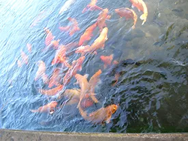 bali round trip tirta gangga