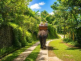 bali elephant tour