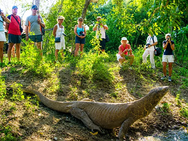 komodo tour 1 days