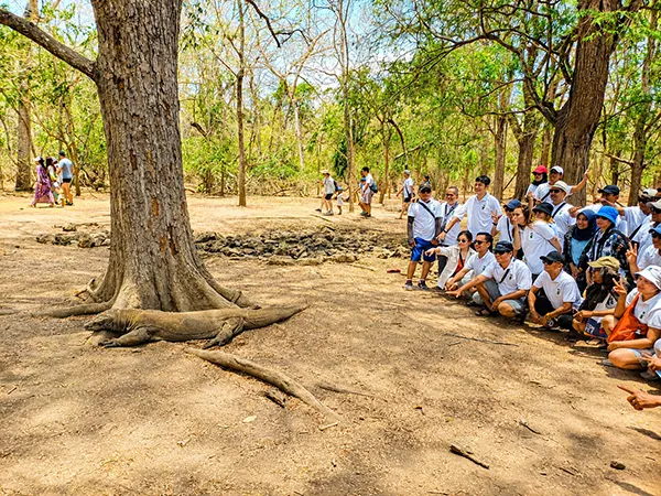 komodo tour 1 days