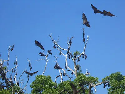 Komodo Tours & cruises