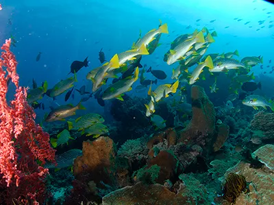 Bidadari Island Komodo Tour