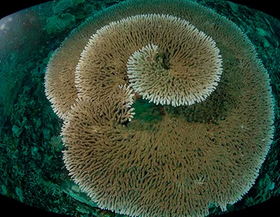 Snorkeling Komodo Tour Bidadari Island