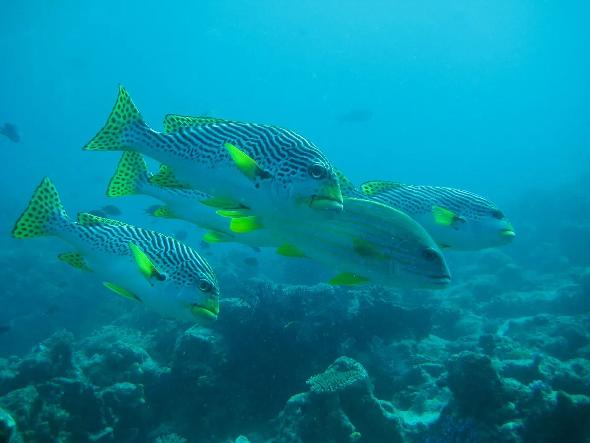  Komodo Tours & cruises