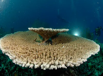  Komodo Tours & cruises 