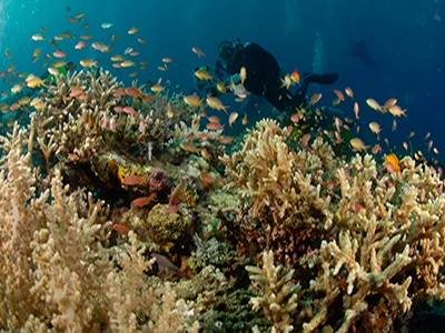 Bidadari Island Komodo Tour
