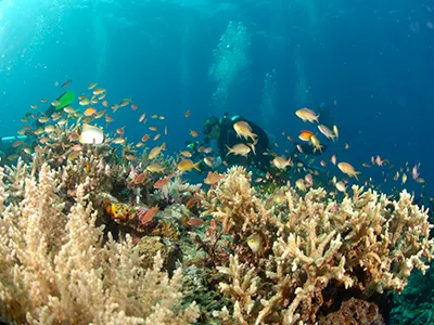  Komodo Tours & cruises