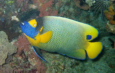 Komodo Tours & cruises 