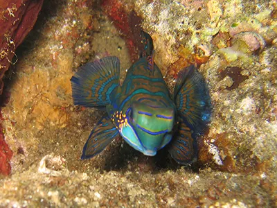  Komodo Tours & cruises 