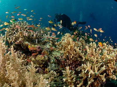  Komodo Tours & cruises 