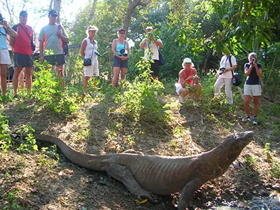 Komodo Tours & cruises